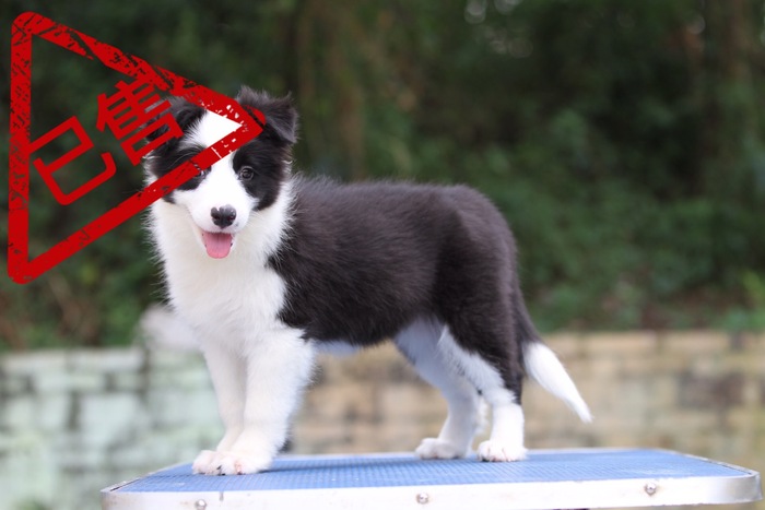 邊境牧羊犬小母