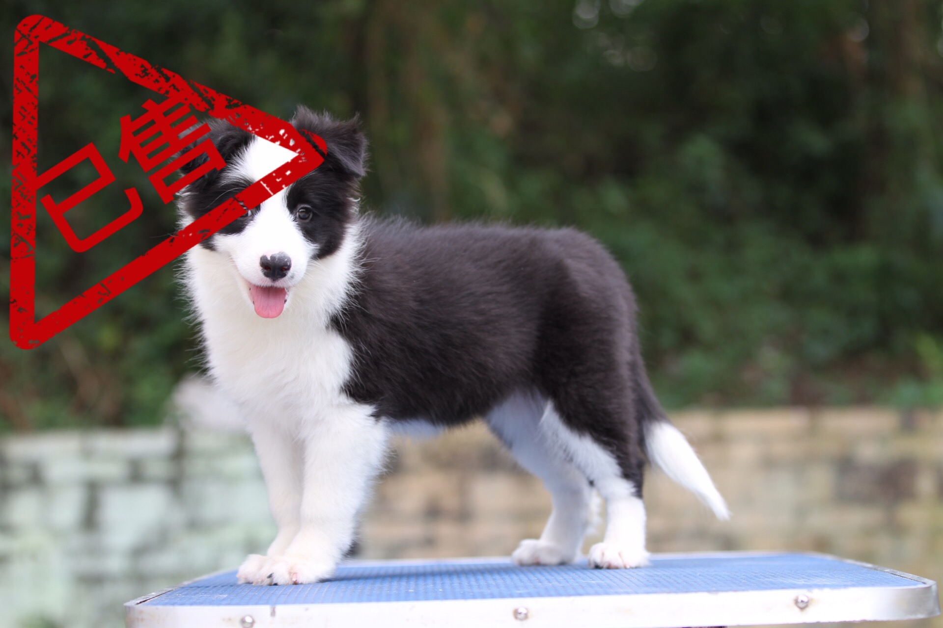 邊境牧羊犬小母