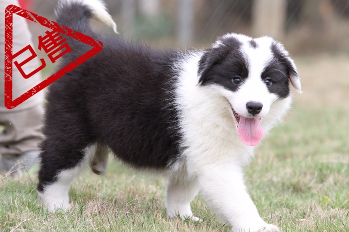 邊境牧羊犬小母