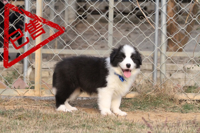 邊境牧羊犬小公