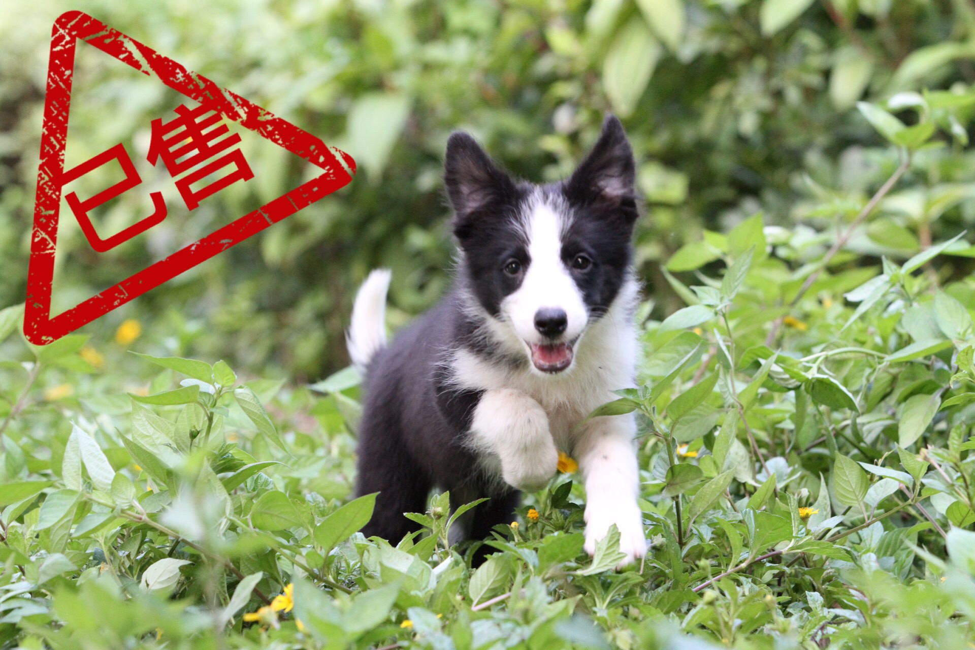 邊境牧羊犬小母