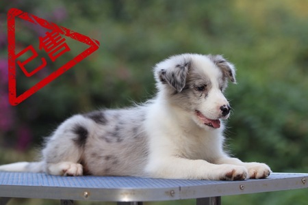 邊境牧羊犬小母