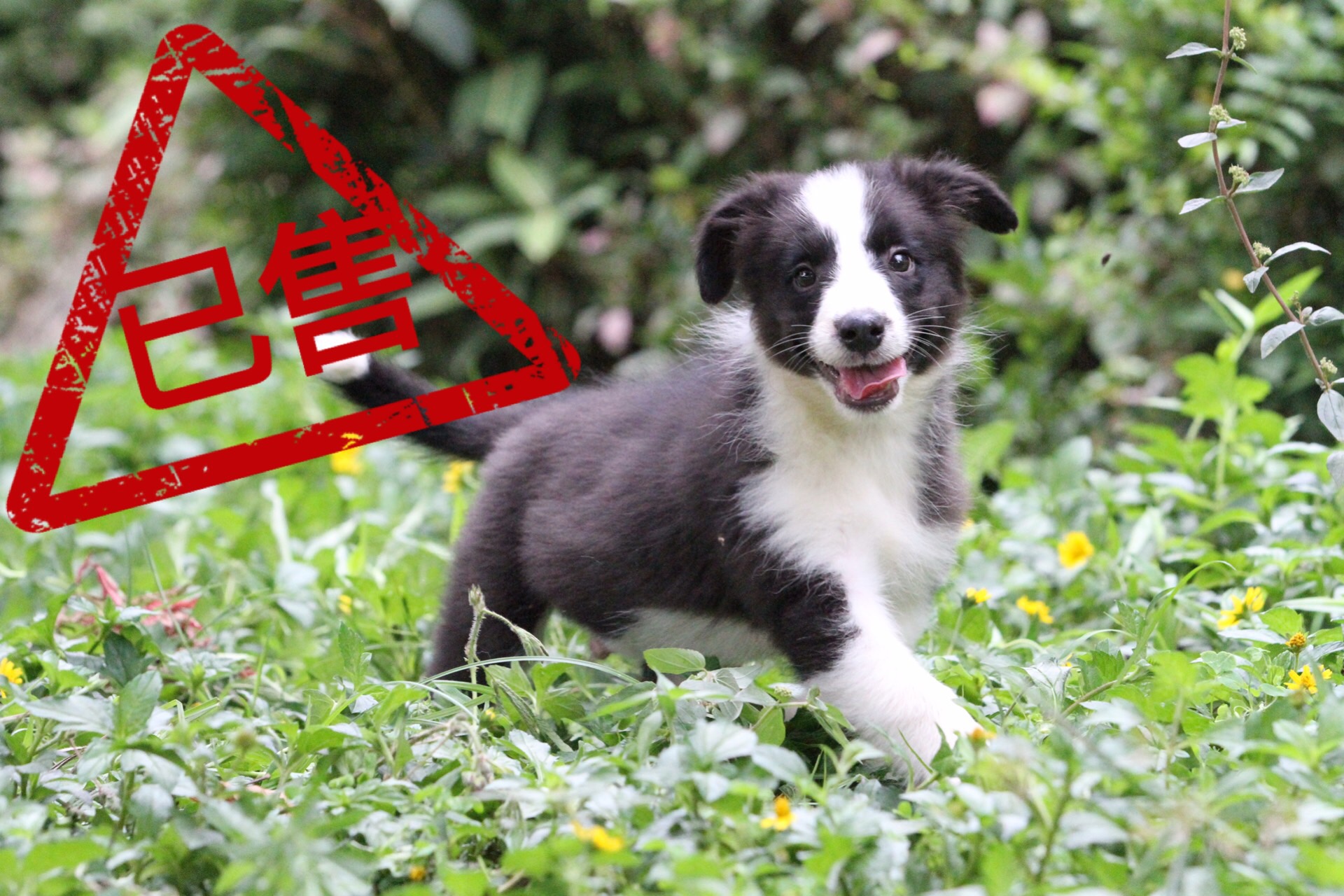 邊境牧羊犬小公