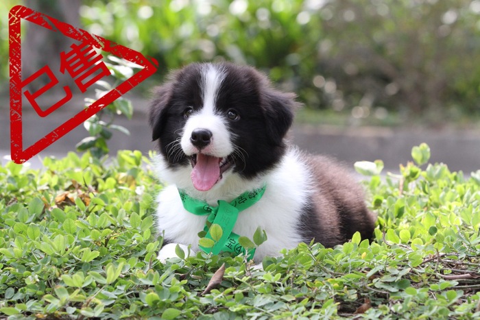 邊境牧羊犬小母