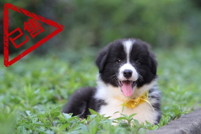 邊境牧羊犬小公