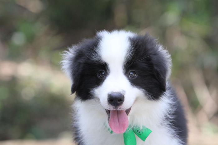 邊境牧羊犬小公，雙血統+證書，2018年1月3日出生