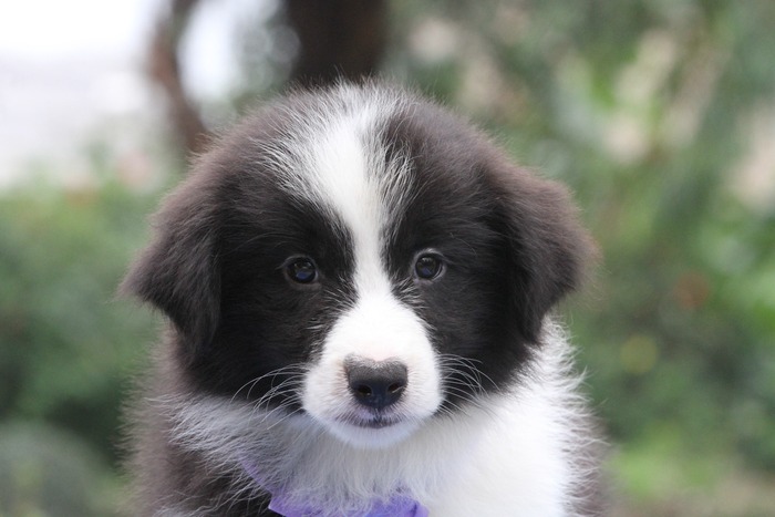 邊境牧羊犬小母，雙血統＋證書，18年10月7日出生