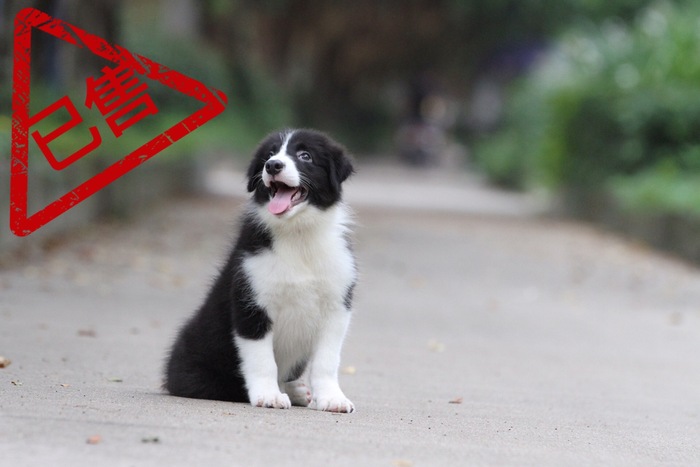 邊境牧羊犬小公