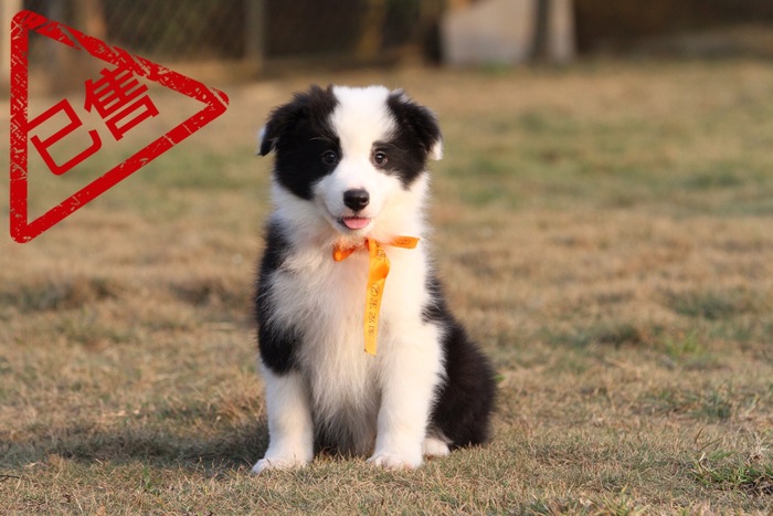邊境牧羊犬小公