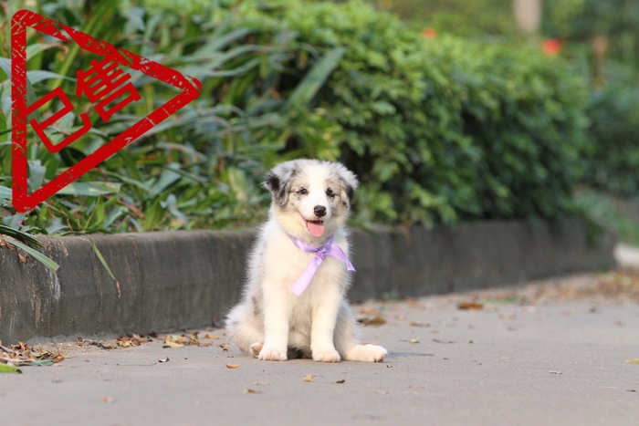邊境牧羊犬小母