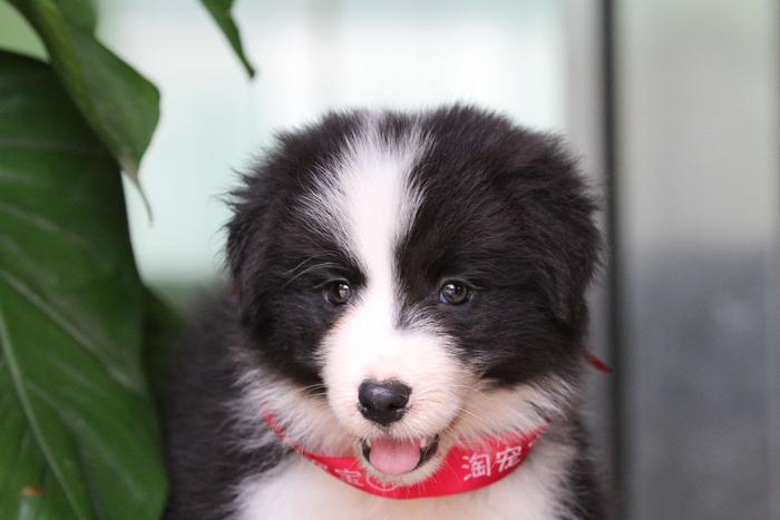邊境牧羊犬小母，雙血統＋證書，2018年10月7日出生