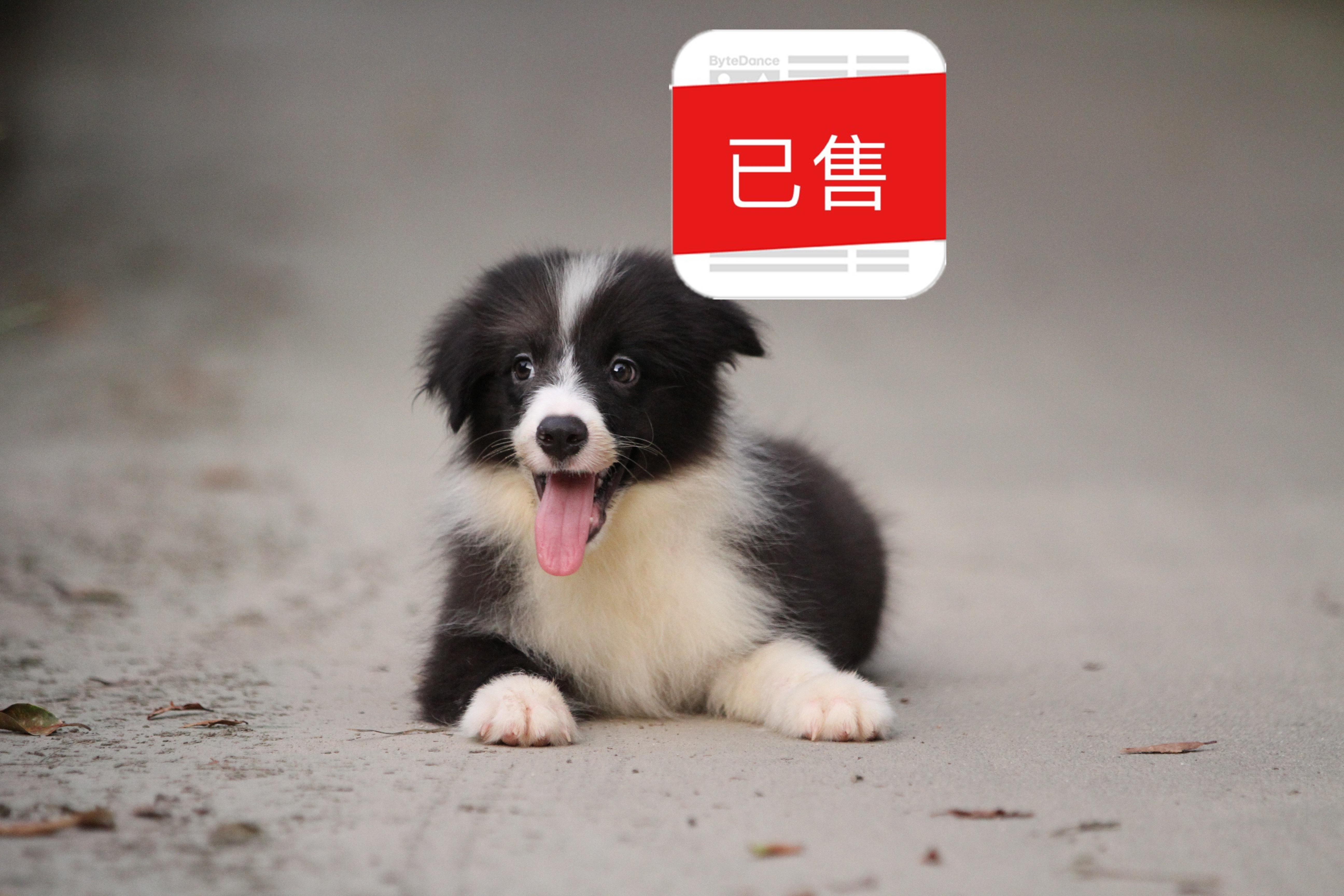 邊境牧羊犬小公