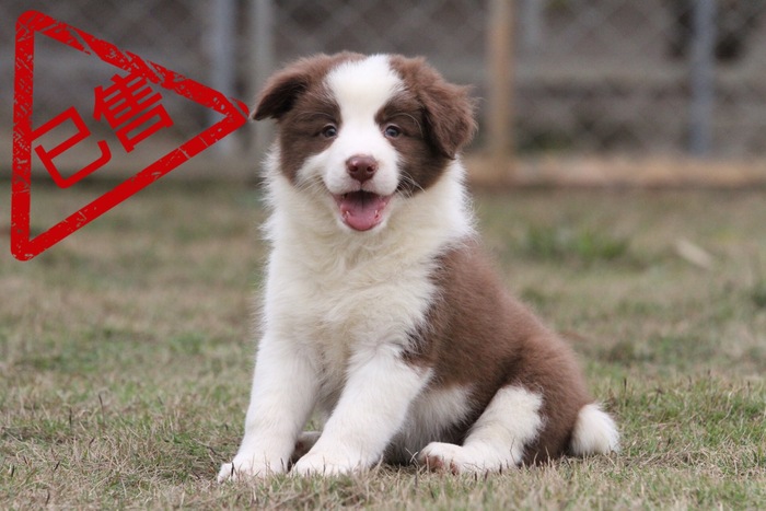 邊境牧羊犬小母