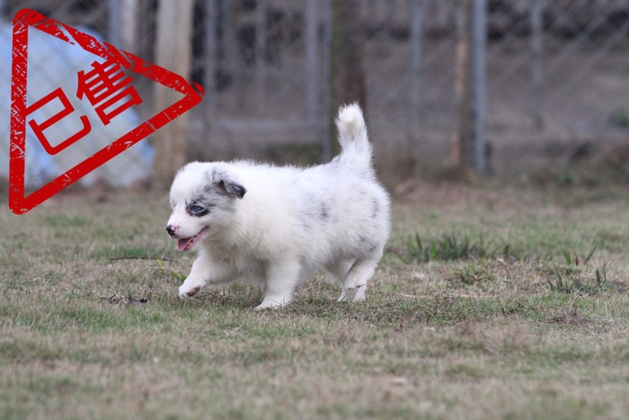 邊境牧羊犬小母