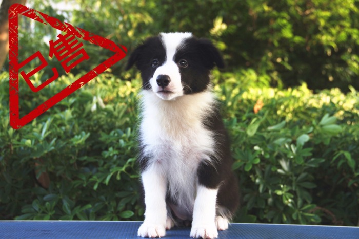 邊境牧羊犬小母