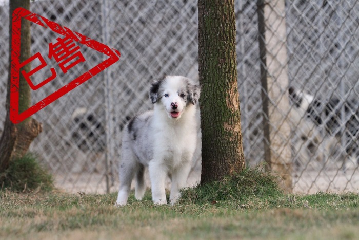 邊境牧羊犬小母