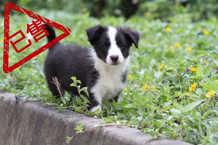 邊境牧羊犬小母