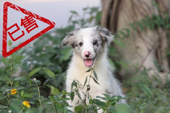 邊境牧羊犬小公