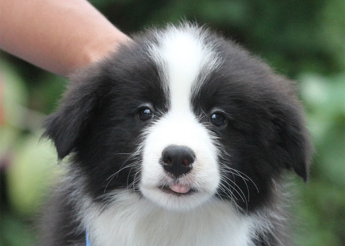 邊境牧羊犬小母，雙血統＋證書，18年10月7日出生