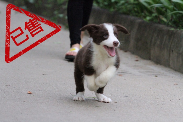 邊境牧羊犬小公