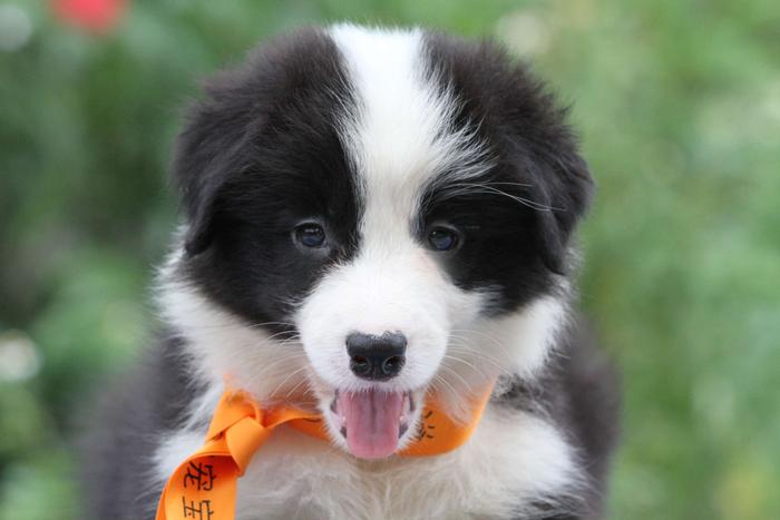 邊境牧羊犬小母，雙血統＋證書，2018年9月1日出生