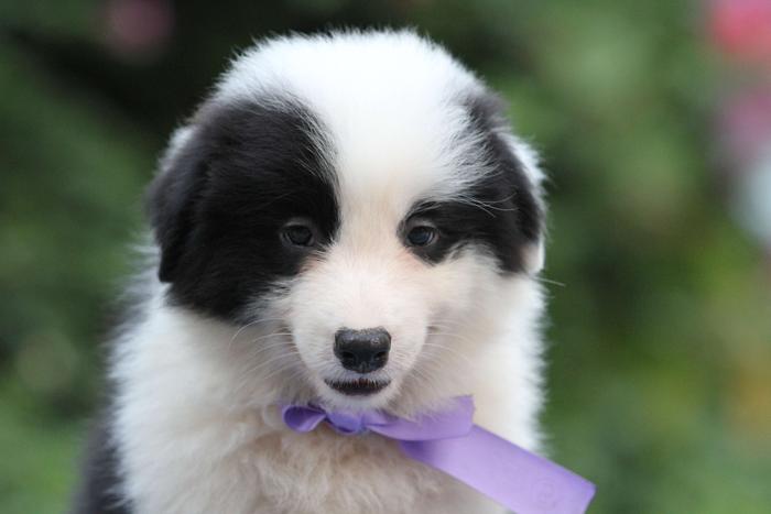 邊境牧羊犬小母，雙血統＋證書，2018年9月1日出生