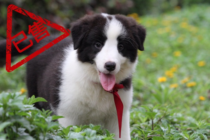 邊境牧羊犬小母