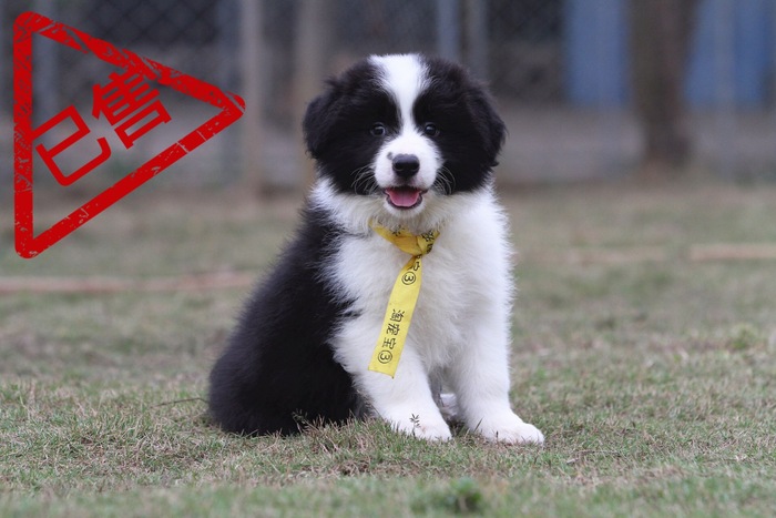 邊境牧羊犬小公