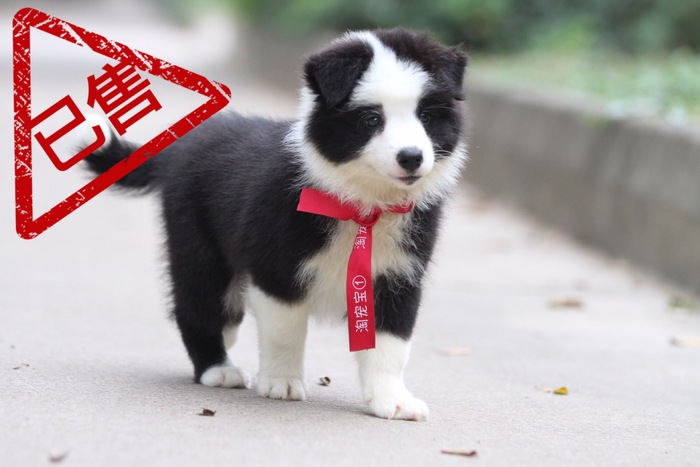 邊境牧羊犬小母