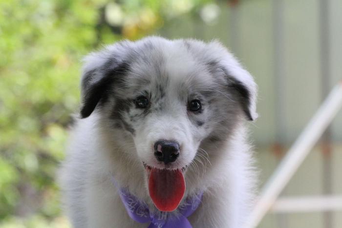 邊境牧羊犬小母，雙血統+證書，18年3月25日
