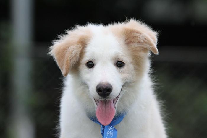 邊境牧羊犬小公，雙血統+證書，2018年1月11日