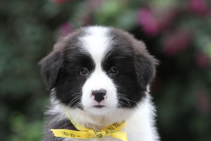 邊境牧羊犬小公，雙血統＋證書 ，18年10月13日出生 