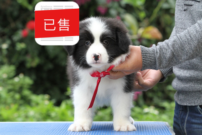 邊境牧羊犬，雙血統＋證書，18年10月13日出生