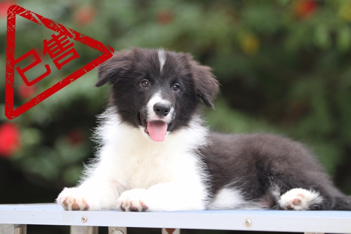 邊境牧羊犬小公