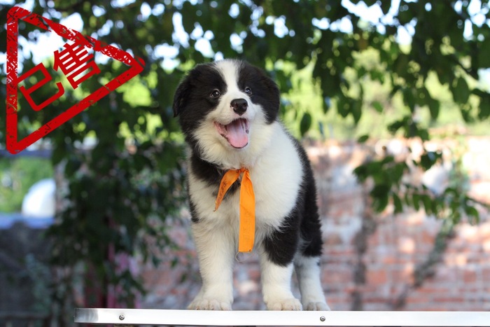 邊境牧羊犬小公