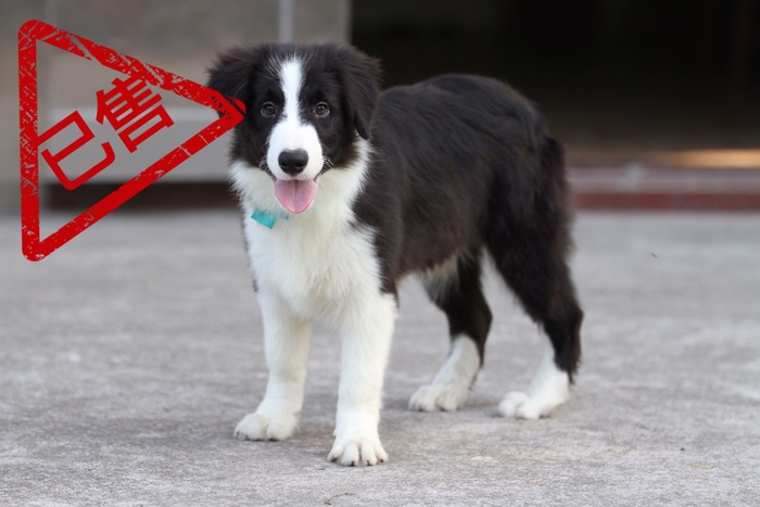 邊境牧羊犬小公