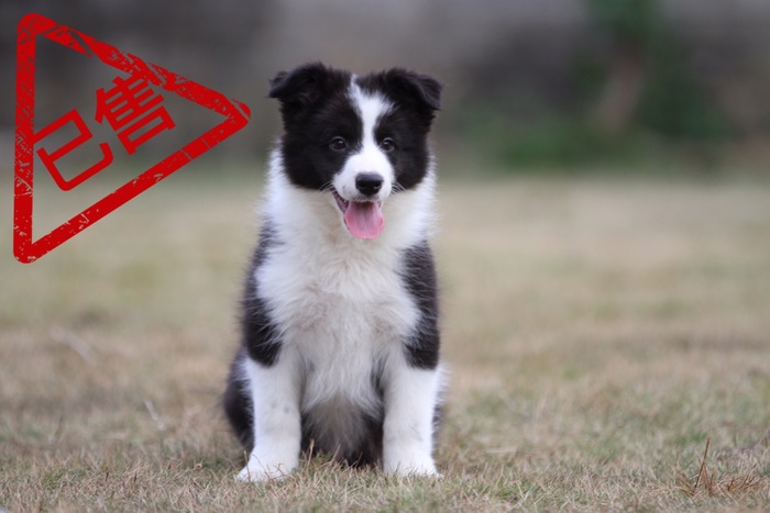 邊境牧羊犬小公