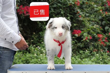 邊境牧羊犬小公，雙血統+證書，18年12月13日