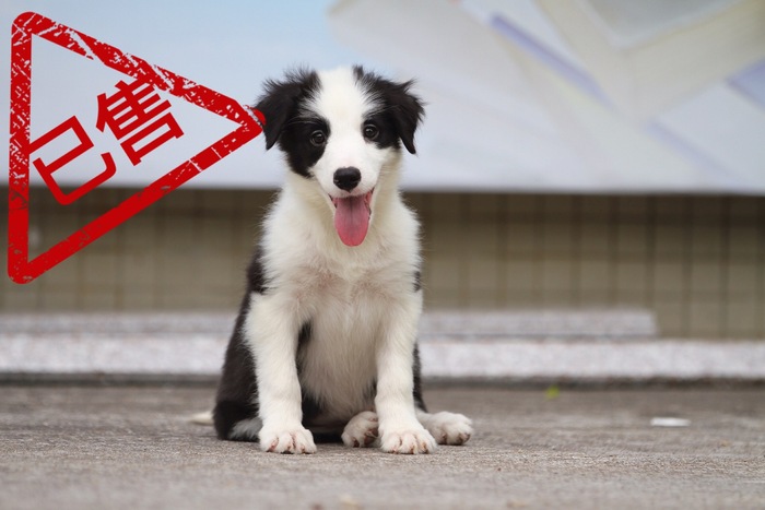 邊境牧羊犬小公