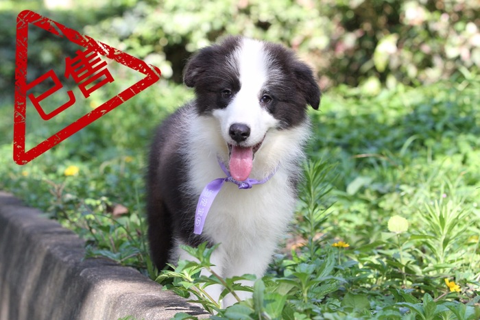 邊境牧羊犬小公