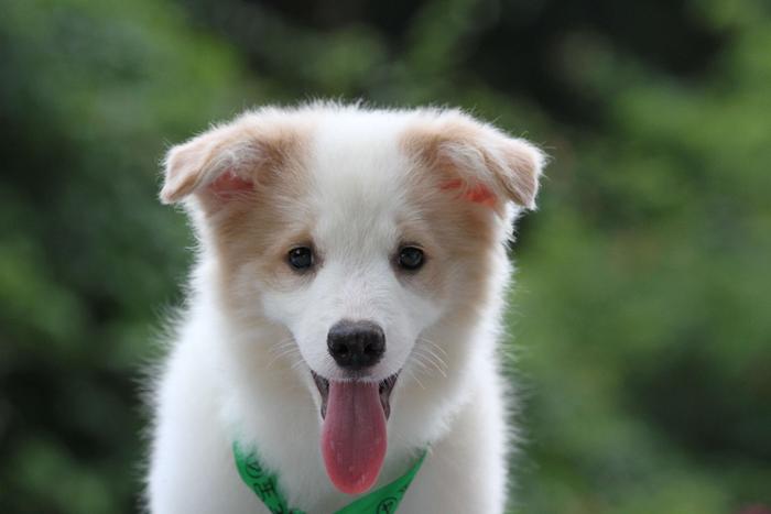 邊境牧羊犬小母，雙血統+證書，2018年1月11日出生