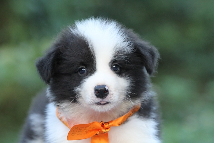 邊境牧羊犬小公，雙血統＋證書，2018年10月7日出生