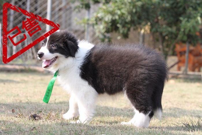 邊境牧羊犬小母
