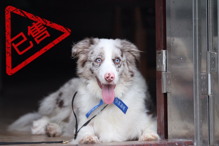邊境牧羊犬小公