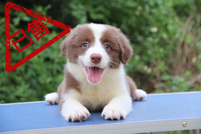 邊境牧羊犬小母