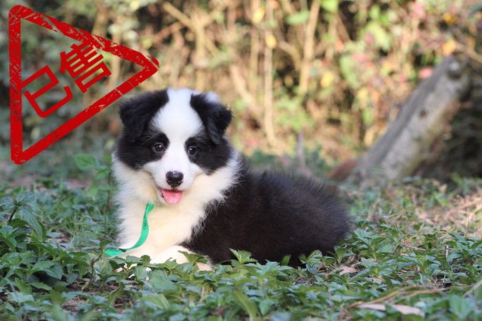 邊境牧羊犬小母