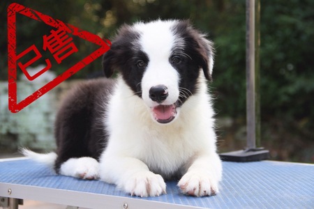 邊境牧羊犬小公