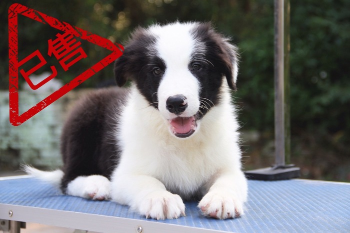 邊境牧羊犬小公