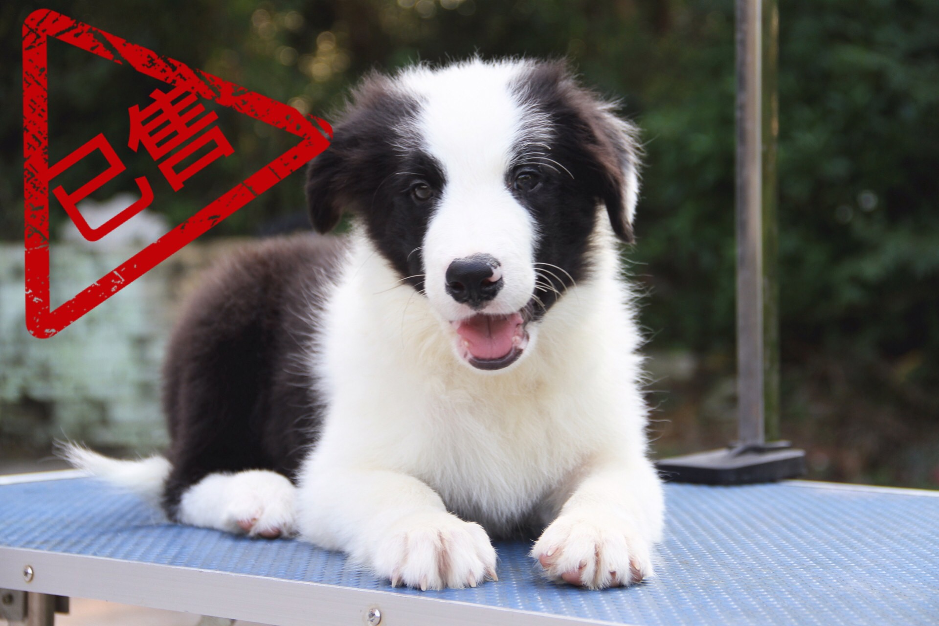 邊境牧羊犬小公
