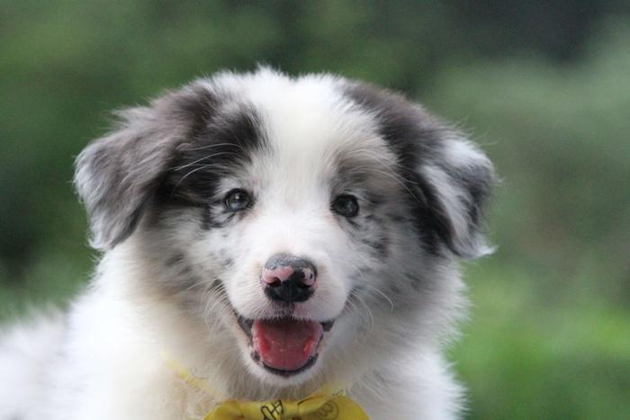 邊境牧羊犬小公，雙血統+證書，18年3月25日